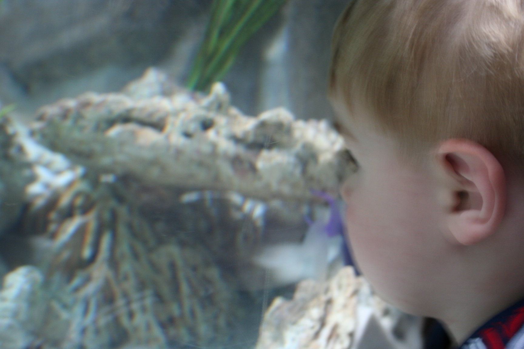 aquarium-007.jpg aquarium-007.jpg