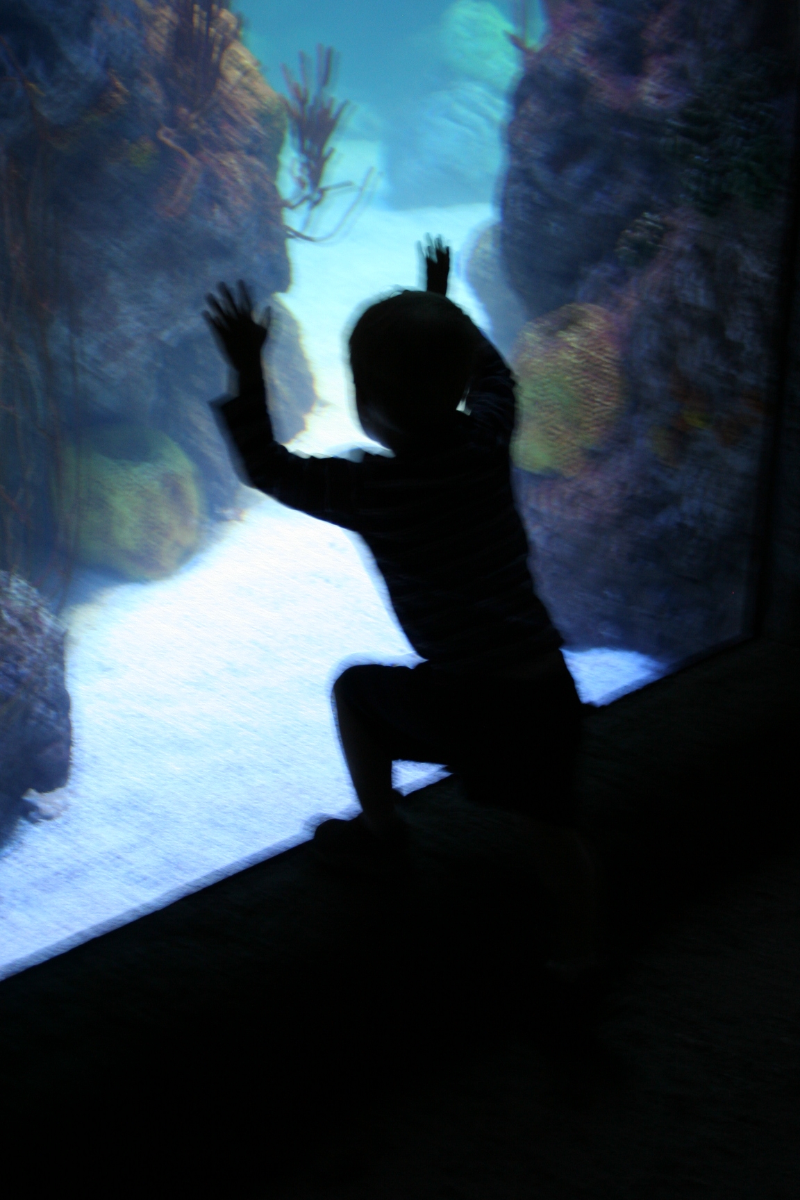 aquarium-011.jpg aquarium-011.jpg